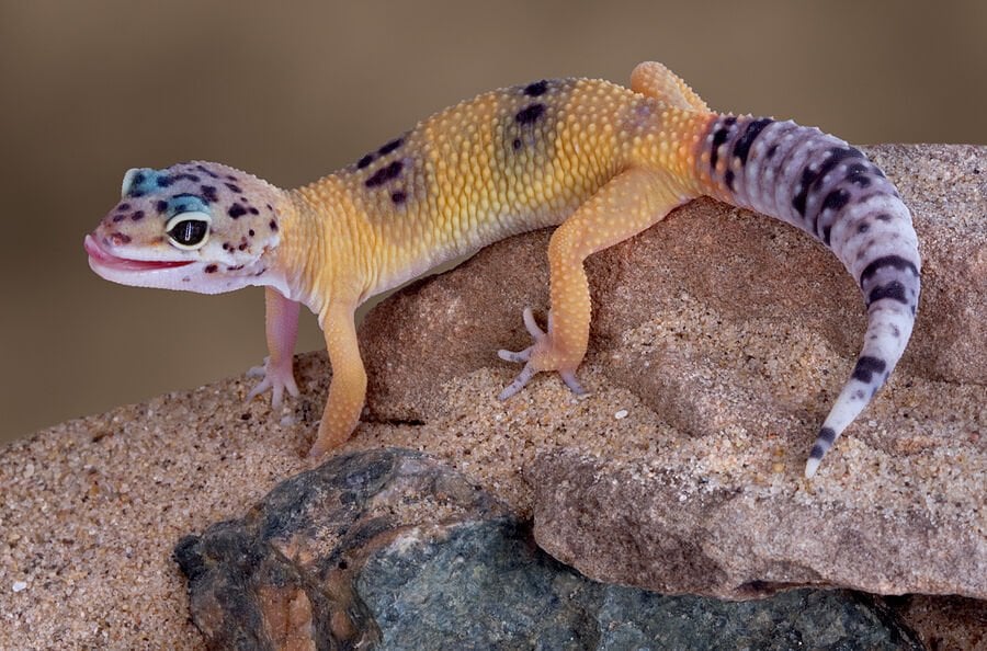 Leopar Geckolar ve Un Kurdu Beslenmesi
Leopar geckolar için en çok tercih edilen canlı yemlerden biri un kurdudur. Protein açısından zengin olan un kurtları, geckonun büyümesini destekler ve doğal avlanma içgüdüsünü canlı tutar. Ancak tek başına un kurdu yeterli değildir. Cırcır böceği ve dubia böceği ile çeşitlendirmek, kalsiyum takviyesi eklemek gerekir.
Un kurdu verirken:
Haftada birkaç kez sınırlı miktarda sunulmalı
Kalsiyum tozuna bulandıktan sonra verilmelidir
Büyük boy kurtlar yavru geckolara verilmemelidir
Dengeli ve doğru besleme ile leopar geckonuz sağlıklı ve uzun ömürlü bir yaşam sürebilir.