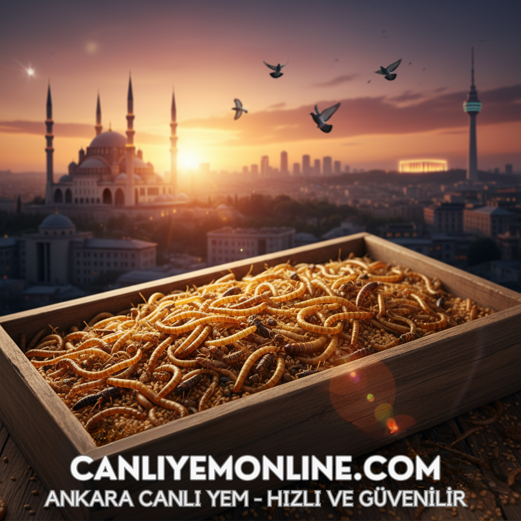 canliyemonline-i̇stanbul-unkurdu-yUksek-kali̇teli̇-canli-yem