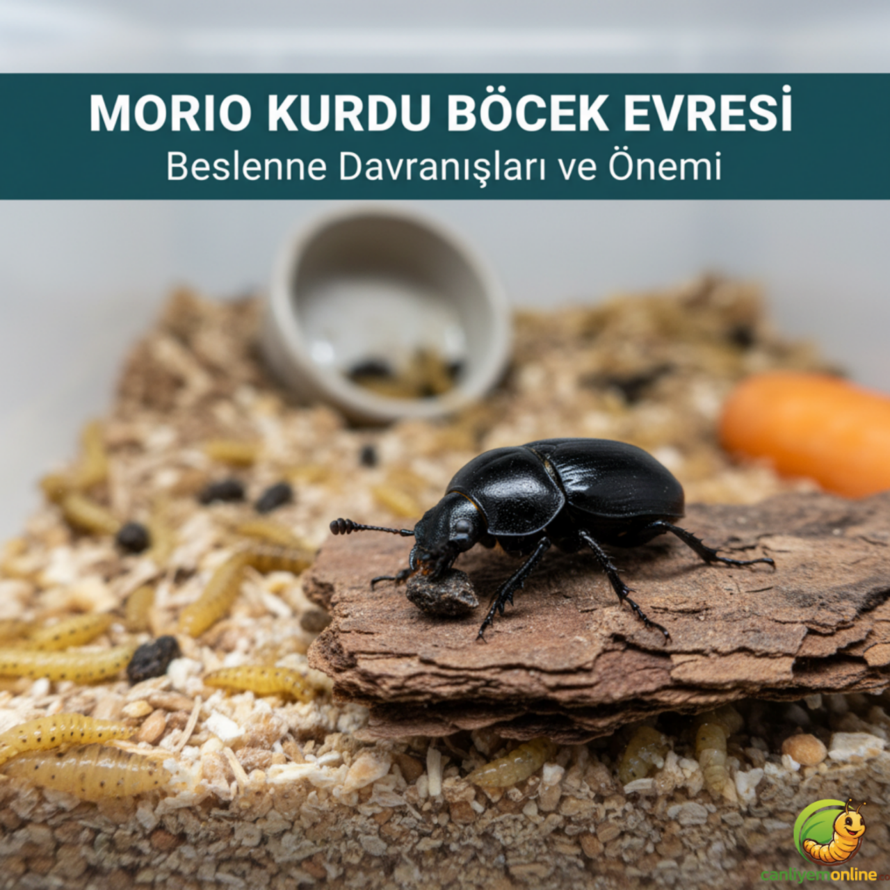 Morio Kurdu Böcek Evresi: Beslenme Davranışları ve Önemi