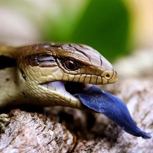 Mavi Dilli Kelerlerde Un Kurdu Beslenmesi

Mavi dilli kelerler (Blue Tongue Skink), hem etçil hem de otçul beslenen sürüngenlerdir. Ev ortamında onların sağlıklı kalabilmesi için dengeli bir diyet oluşturmak oldukça önemlidir. Bu beslenmede kullanılan en yaygın canlı yemlerden biri ise **un kurdu (mealworm)**dur.

Un kurtları yüksek protein içerir ve kelerlerin kas gelişimine katkı sağlar. Ayrıca hareketli yapıları sayesinde kelerin doğal avlanma içgüdüsünü de destekler. Bunun yanında kolay bulunabilir ve uzun süre saklanabilir olmasıyla bakımı pratik hale getirir.

Ancak dikkat edilmesi gereken noktalar vardır:

Un kurdu tek başına yeterli değildir, sebze, meyve ve farklı canlı yemlerle çeşitlilik sağlanmalıdır.

Kalsiyum ve vitamin takviyesi mutlaka yapılmalıdır.

Yağ oranı yüksek olduğundan aşırıya kaçılmamalıdır.

Doğru miktarda ve dengeli şekilde kullanıldığında un kurdu, mavi dilli kelerlerin beslenmesinde faydalı bir destekleyici yemdir.
