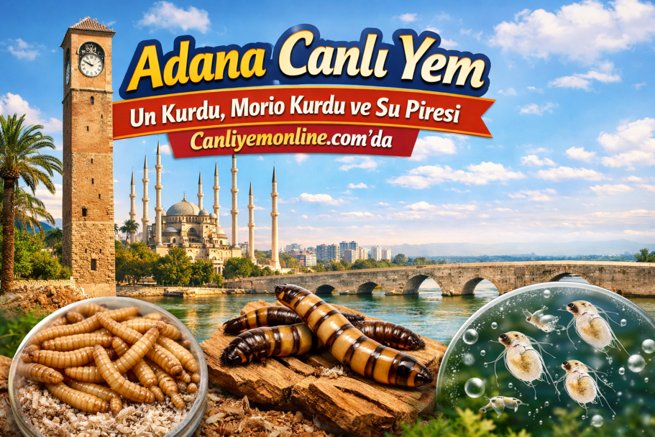 Adana Canlı Yem