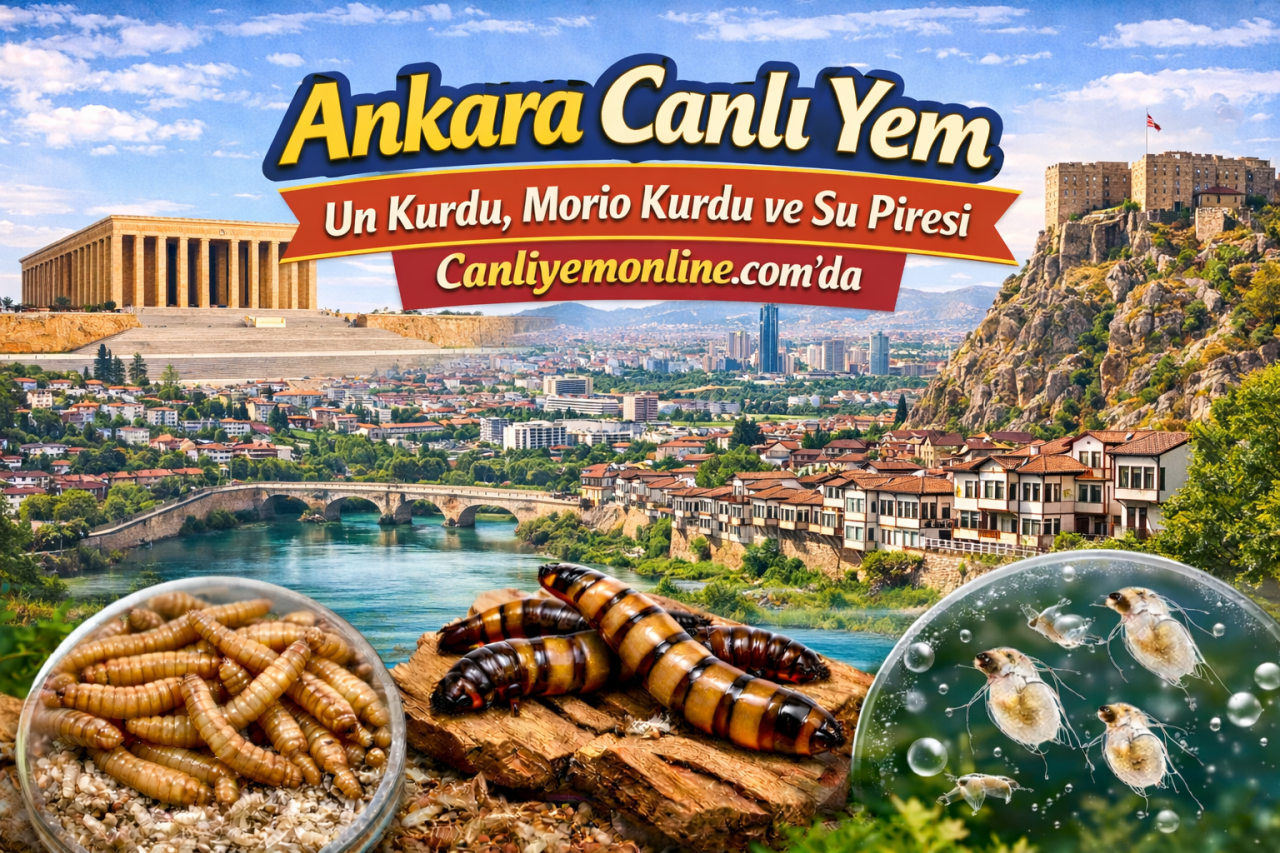 Ankara Canlı Yem