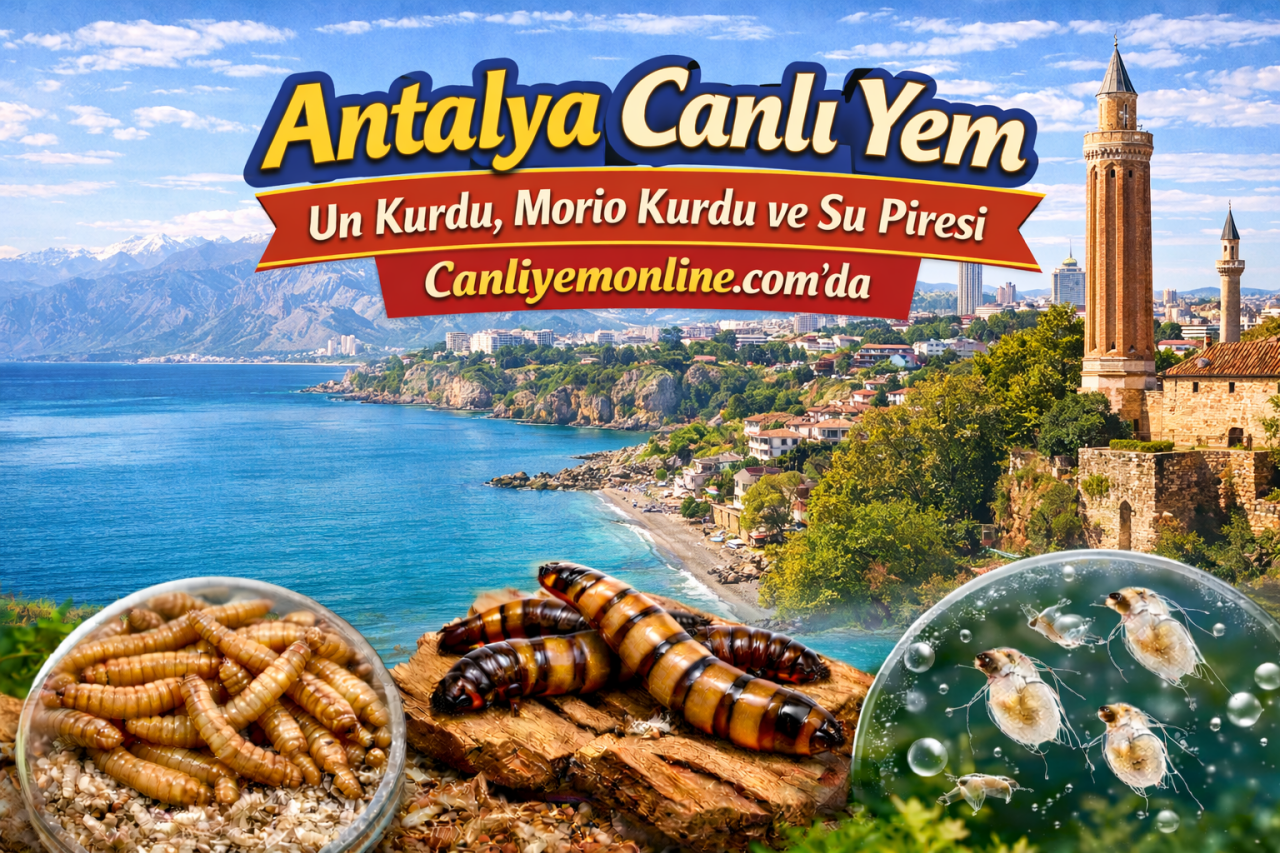 Antalya Canlı Yem
