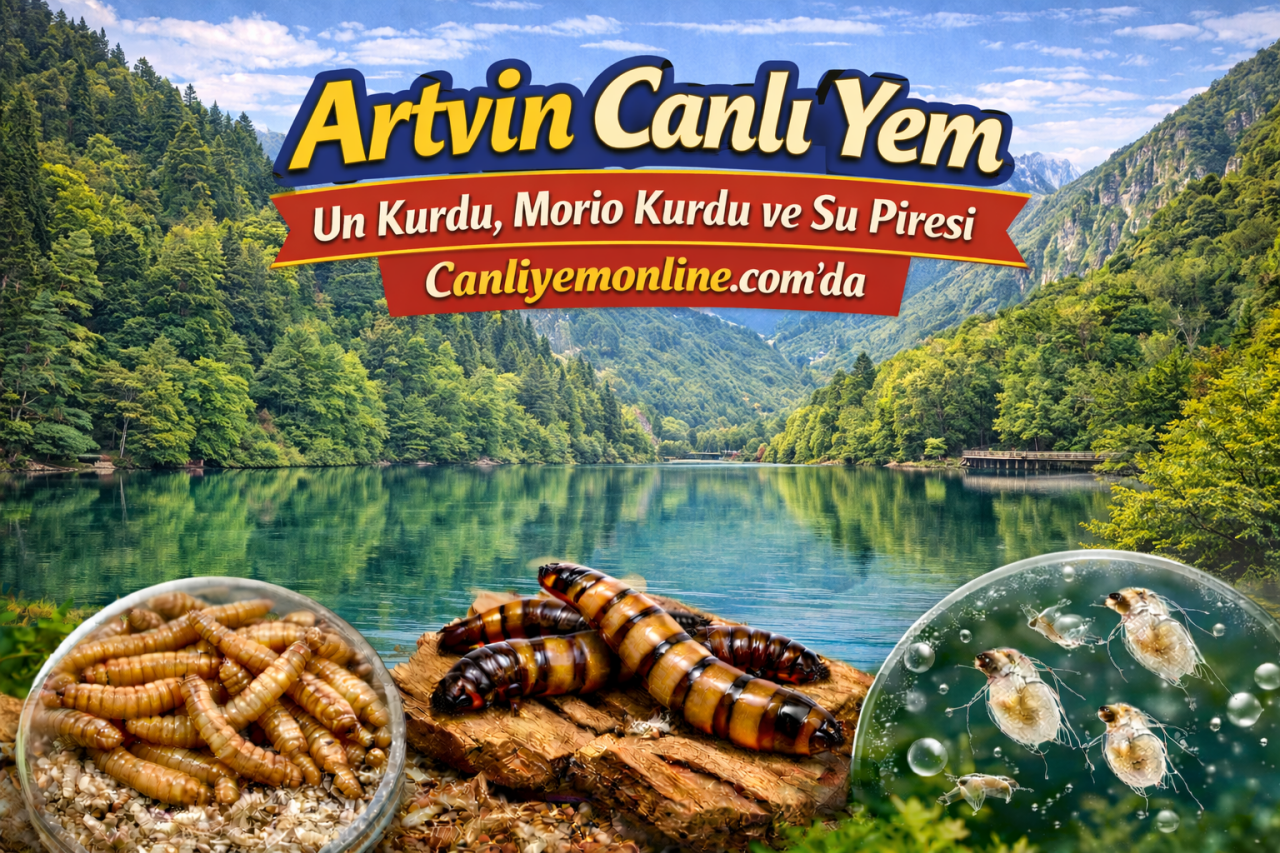 Artvin Canlı Yem