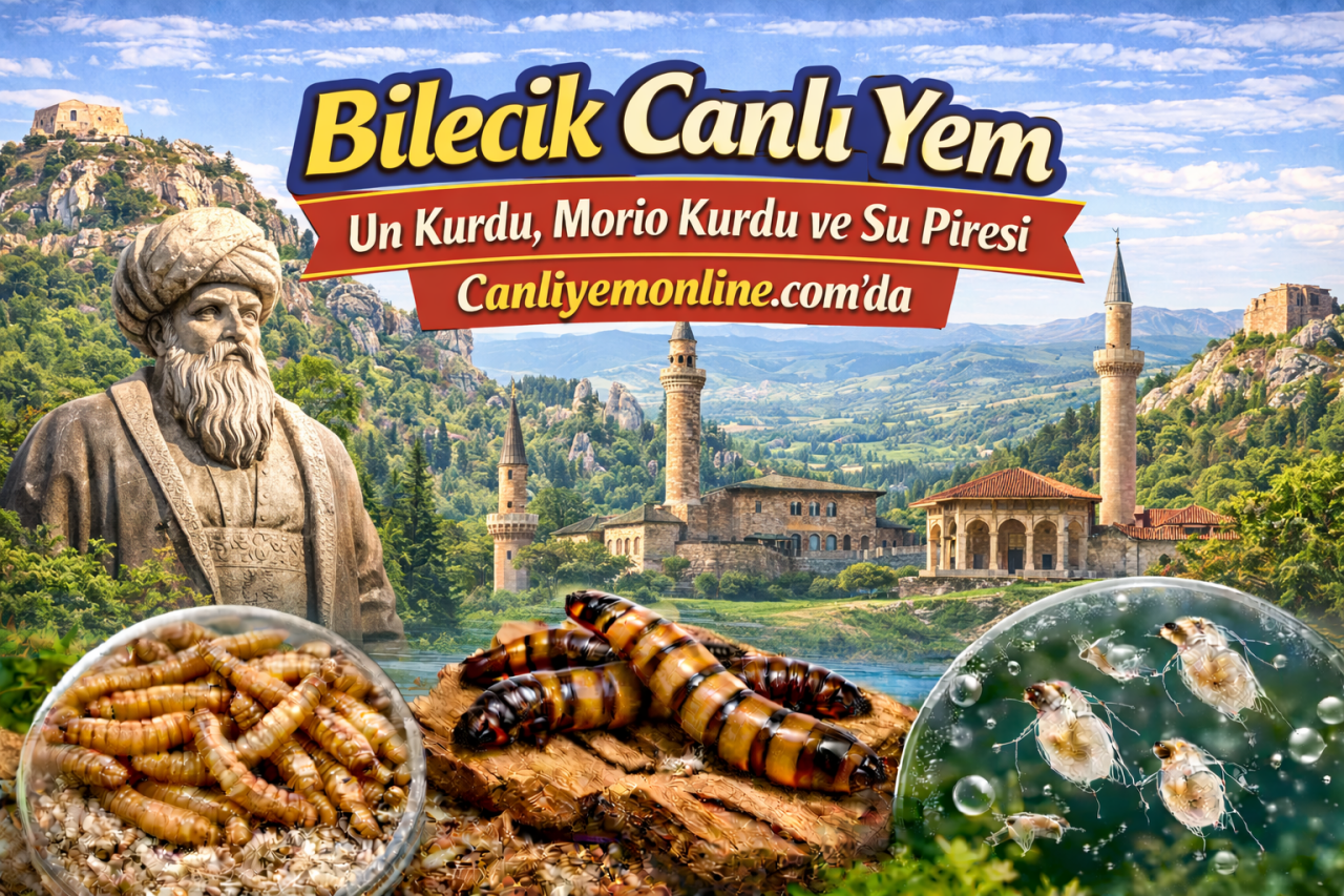 Bilecik Canlı Yem