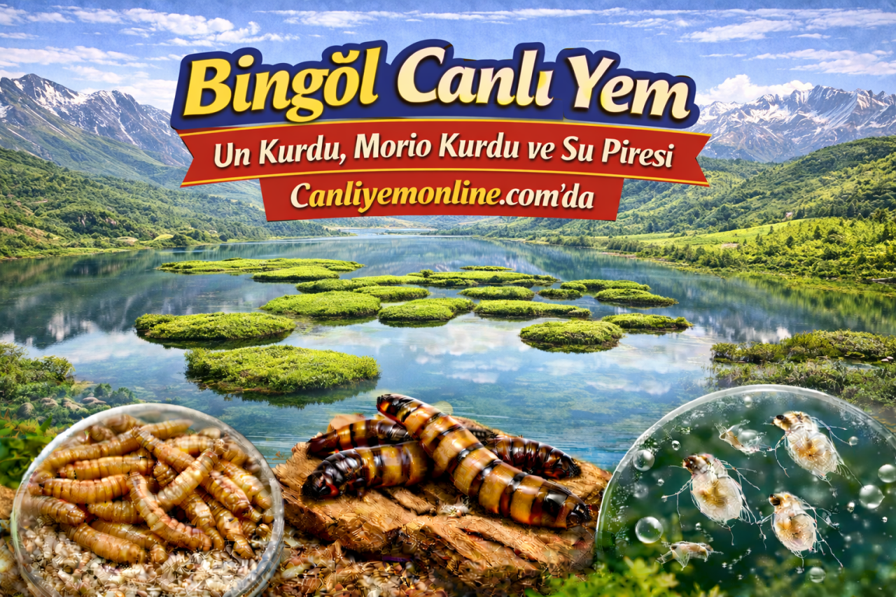 Bingöl Canlı Yem