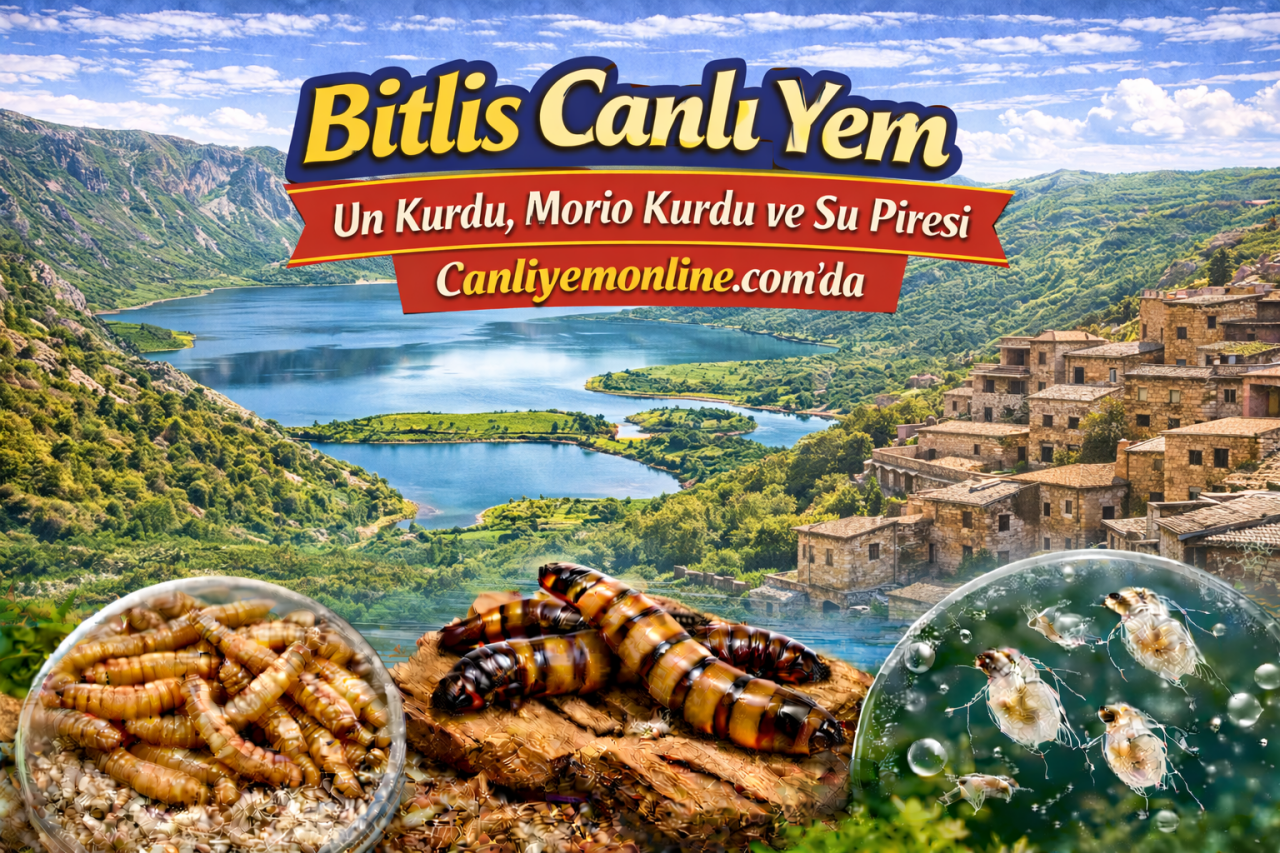 Bitlis Canlı Yem