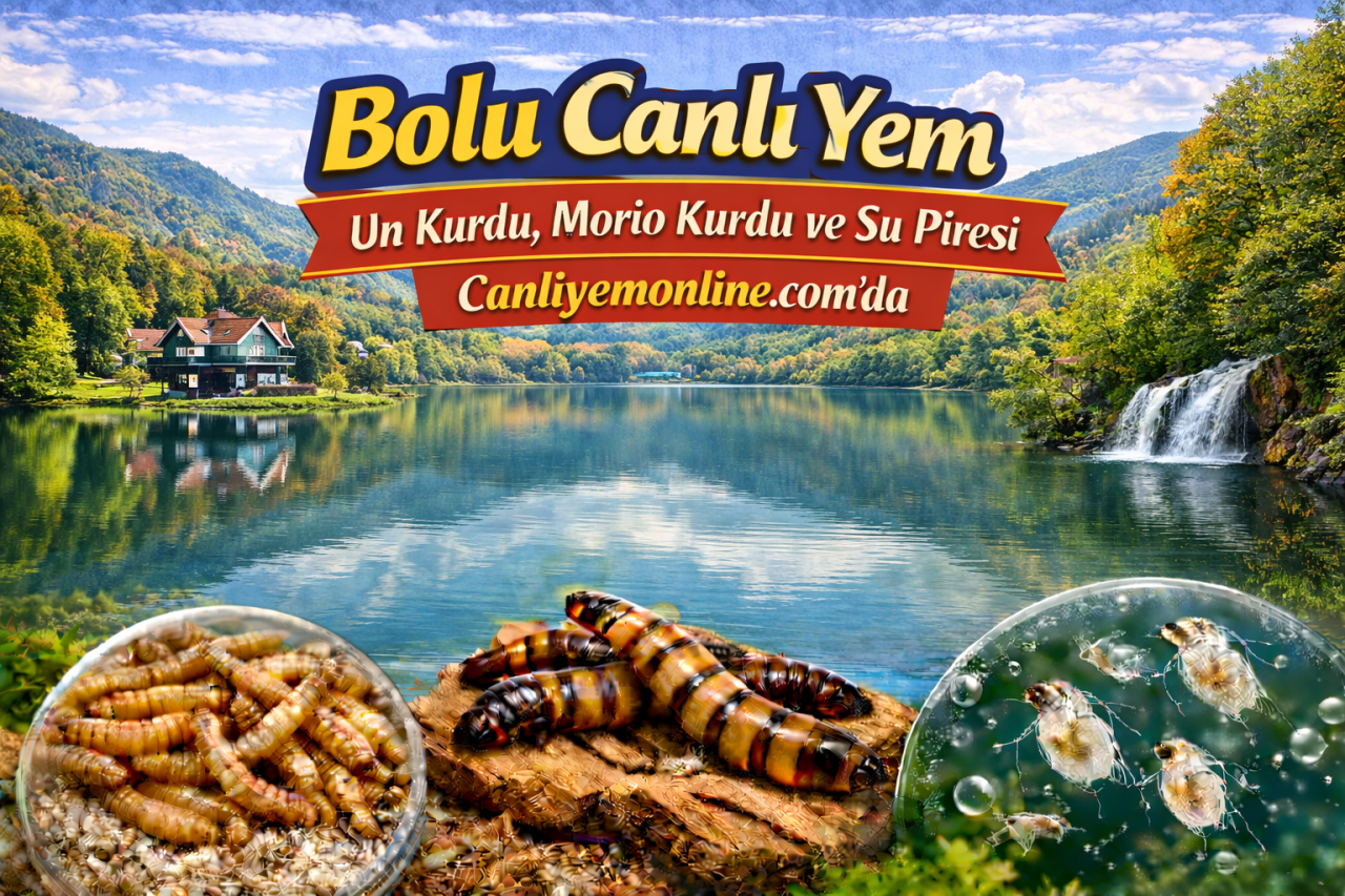 Bolu Canlı Yem