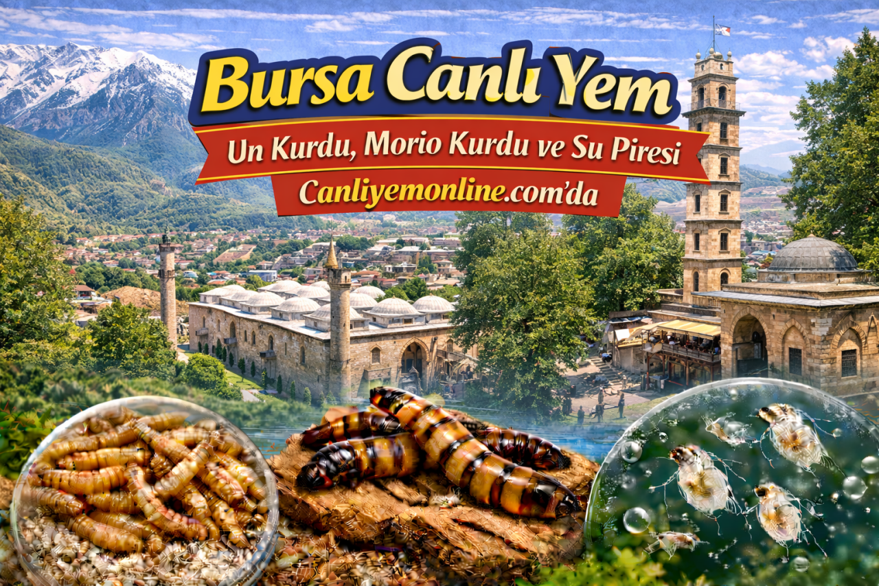 Bursa Canlı Yem