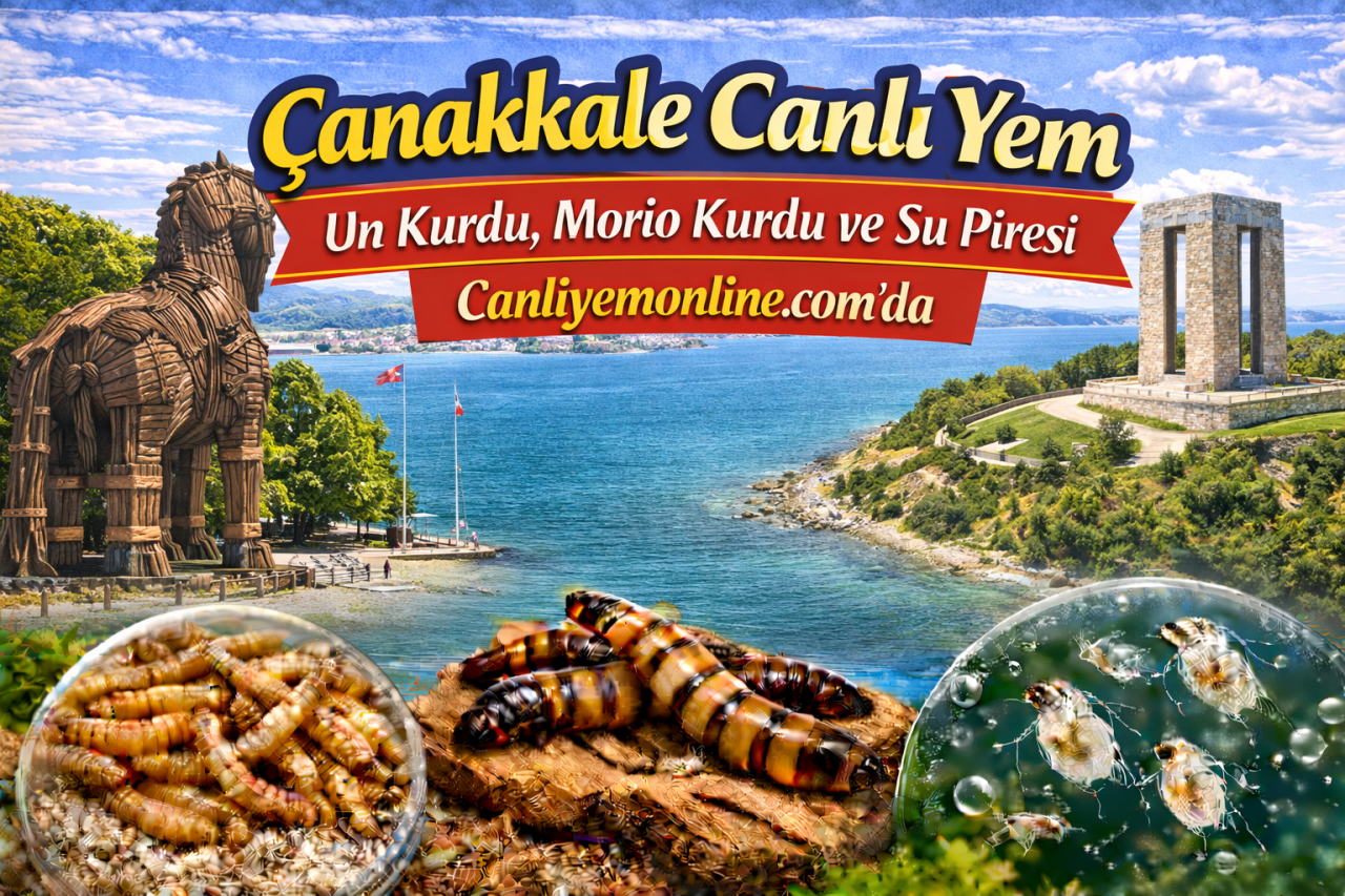 Canliyemonline.com’da hem klasik canlı yemler hem de özellikle akvaryumcuların sık aradığı kurt kültürleri bulunur: Canlı Un Kurdu, Morio Kurdu, Su Piresi, Mikro Kurt Kültürü, Grindal Kurt Kültürü ve Sirke Kurdu.