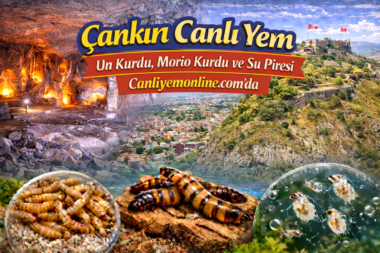 Canliyemonline.com’da hem klasik canlı yemler hem de özellikle akvaryumcuların sık aradığı kurt kültürleri bulunur: Canlı Un Kurdu, Morio Kurdu, Su Piresi, Mikro Kurt Kültürü, Grindal Kurt Kültürü ve Sirke Kurdu.