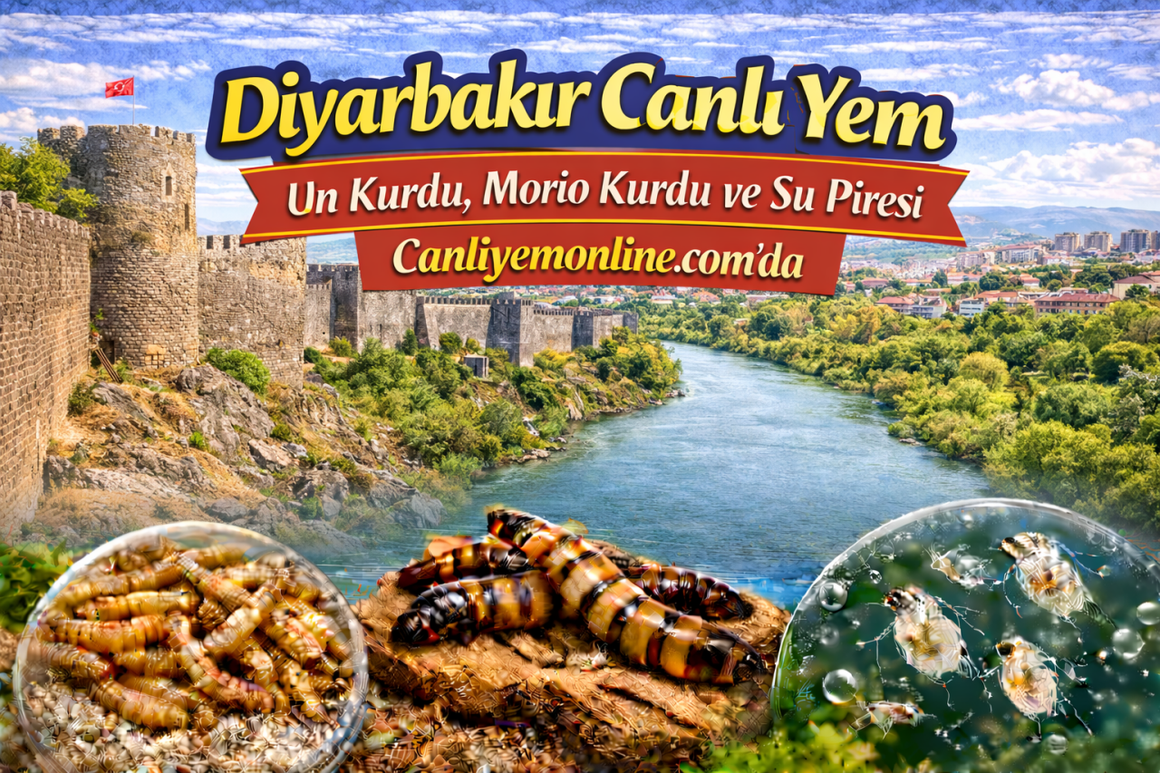 Canliyemonline.com’da hem klasik canlı yemler hem de özellikle akvaryumcuların sık aradığı kurt kültürleri bulunur: Canlı Un Kurdu, Morio Kurdu, Su Piresi, Mikro Kurt Kültürü, Grindal Kurt Kültürü ve Sirke Kurdu