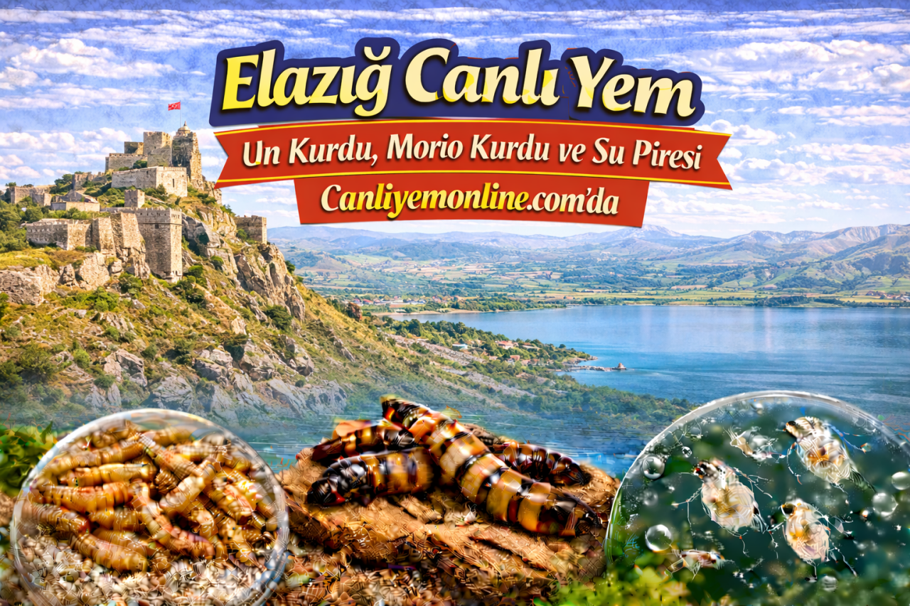Canliyemonline.com’da hem klasik canlı yemler hem de özellikle akvaryumcuların sık aradığı kurt kültürleri bulunur: Canlı Un Kurdu, Morio Kurdu, Su Piresi, Mikro Kurt Kültürü, Grindal Kurt Kültürü ve Sirke Kurdu.