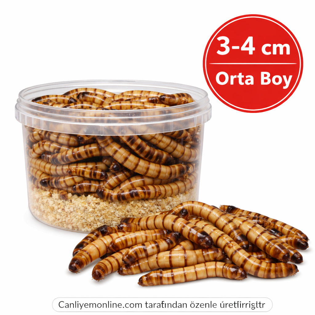 Morio Kurdu (Zophobas Morio) Adet 3-4 Cm. (Orta Boy)