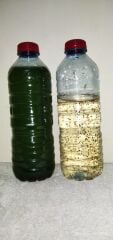 Su Piresi (Daphnia Magna) 0.5 Lt. + Yeşil Su 0,5 Lt.