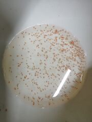 Su Piresi (Daphnia Magna) 0.5 Lt. + Yeşil Su 0,5 Lt.