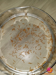 Mikro Unkurdu CANLI 1-1,5 cm boy 100 Adet