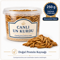 Un Kurdu (Tenebrio Molitor) – Canlı Yem |  250 Gr Yaklaşık 2500 Ad.