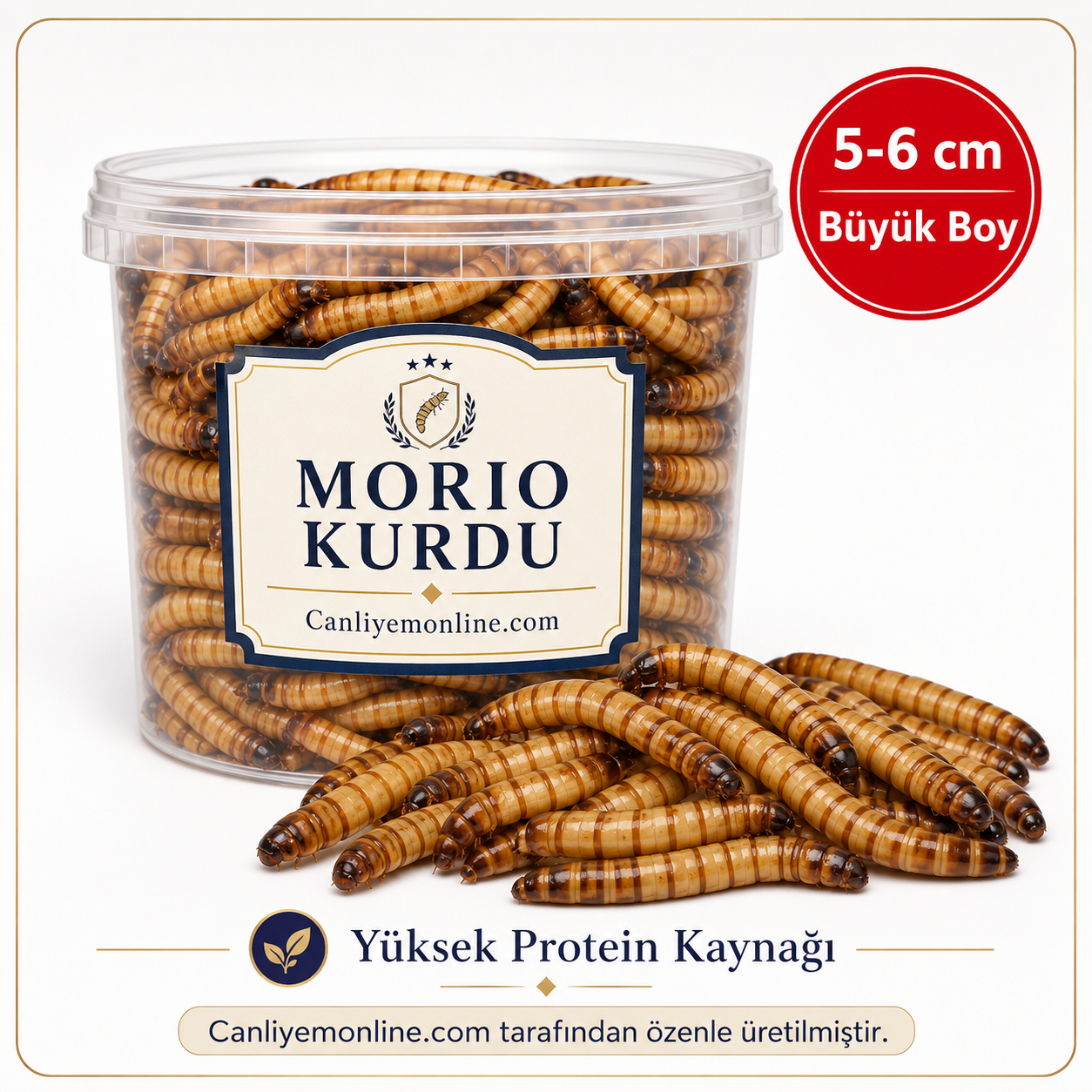 Morio Kurdu (Zophobas Morio) Adet 5-6 Cm. (Büyük Boy)