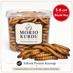 Morio Kurdu (Zophobas Morio) Adet 5-6 Cm. (Büyük Boy)