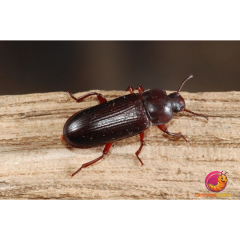 Un Kurdu Böcek Evresi