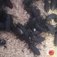 KOÇLAR Morio Kurdu | Canlı Yem | Böcek Evresi