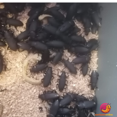 KOÇLAR Morio Kurdu | Canlı Yem | Böcek Evresi