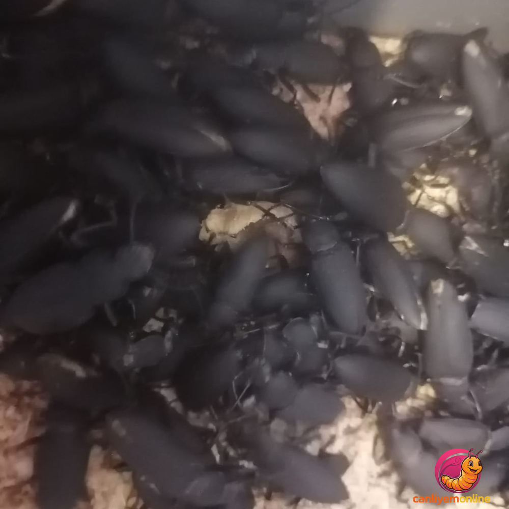 KOÇLAR Morio Kurdu | Canlı Yem | Böcek Evresi