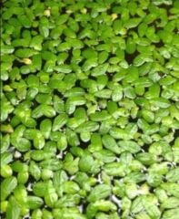 Su Mercimeği Akvaryum Canlı Bitki (Lemna Minor)