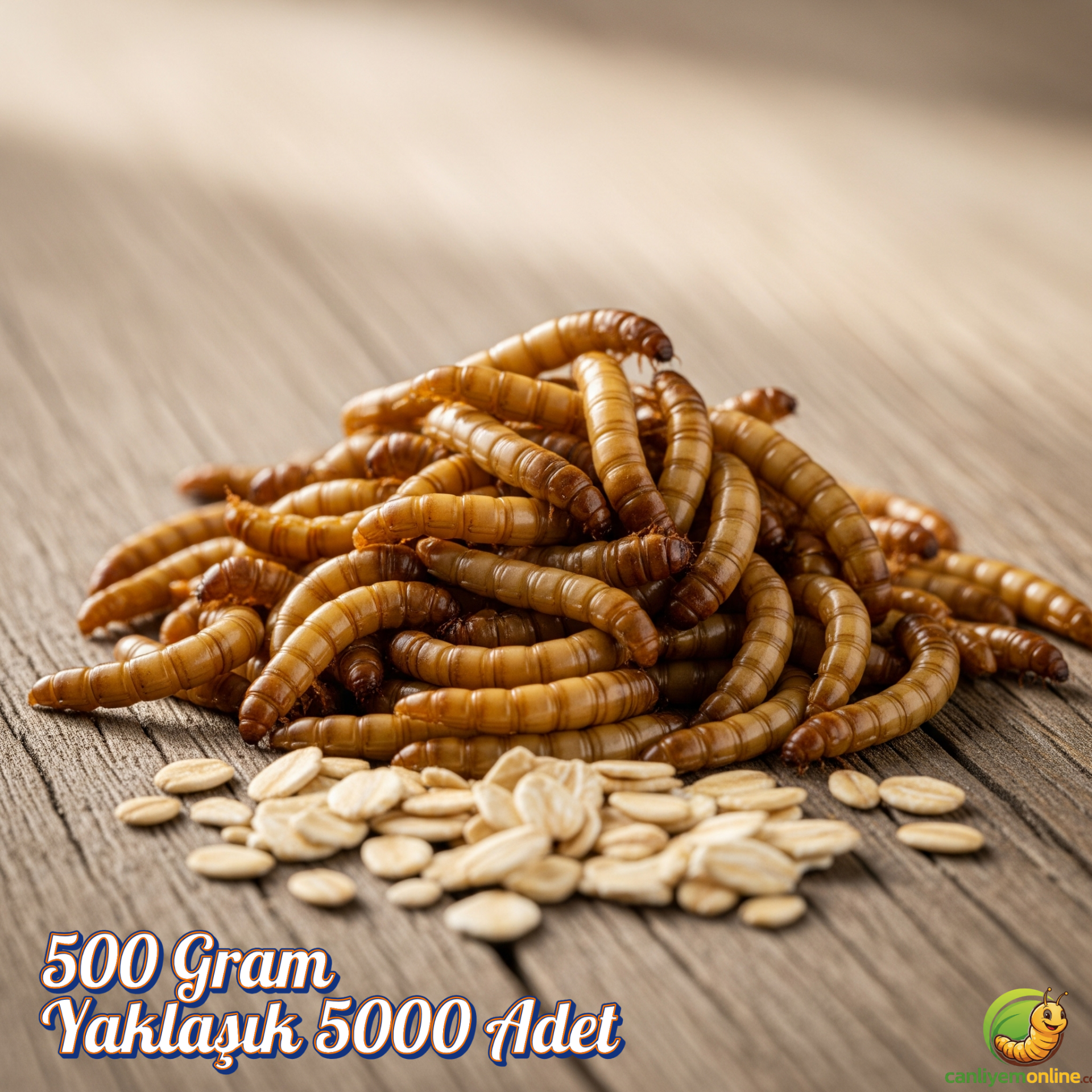 Un Kurdu (Tenebrio Molitor) – Canlı Yem |  500 Gr Yaklaşık 5000 Ad.