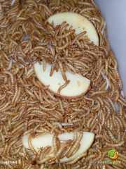 KOÇLAR Canlı Yem | Un Kurdu | 250 Gr Yaklaşık 2500 Ad.