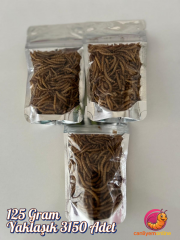 KOÇLAR Kurutulmuş Un Kurdu | Egzotik Hayvanlar İçin | 100 Gr Yaklaşık 2520 Ad.