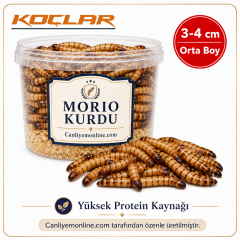 KOÇLAR Morio Kurdu | Canlı Yem | Adet 3-4 Cm.