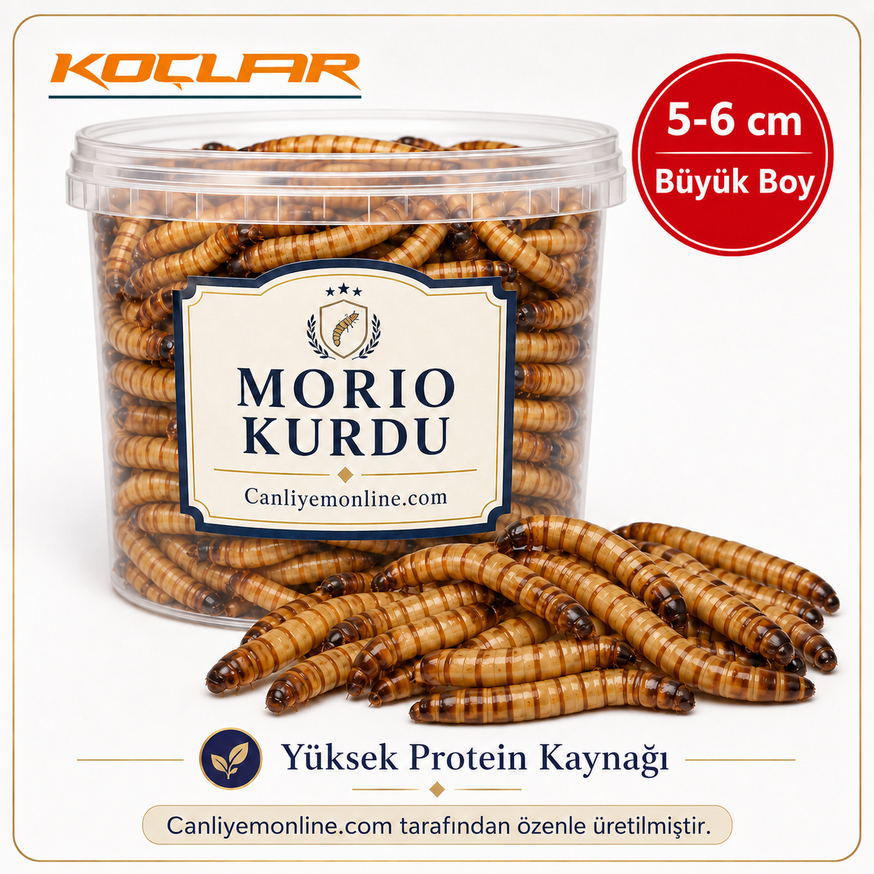 KOÇLAR Morio Kurdu | Canlı Yem | Adet 5-6 Cm.
