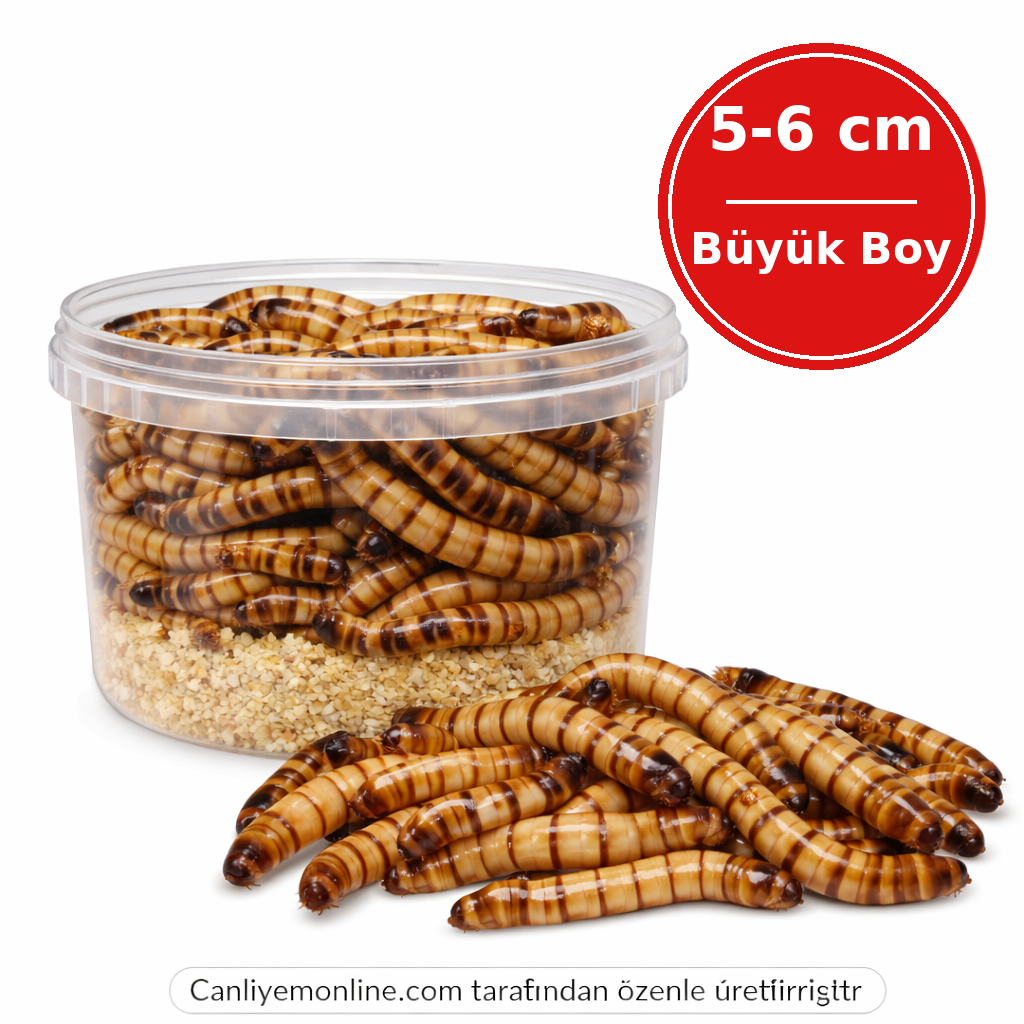 KOÇLAR Morio Kurdu | Canlı Yem | Adet 5-6 Cm.