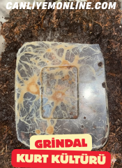 KOÇLAR Grindal Kurt Kültürü Balık Yemi