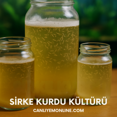 KOÇLAR Sirke Kurdu Kültürü Balık Yemi