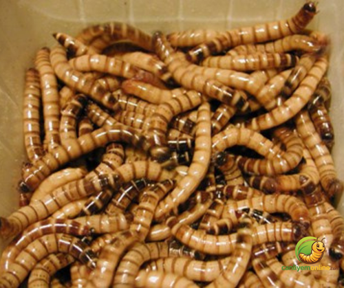 Morio Kurdu (Zophobas Morio) 100 Gram (Büyük Boy)