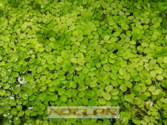 Salvinia Natans - Su Eğreltisi (25 Kök - 50 Yaprak)