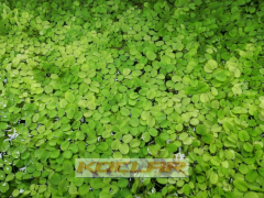 Salvinia Natans - Su Eğreltisi (25 Kök - 50 Yaprak)