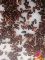 Un Kurdu Böcek Evresi 100 Gr. (Yaklaşık 1000 Ad.)