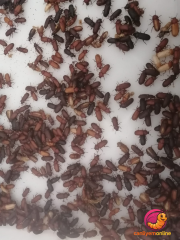 Un Kurdu Böcek Evresi 100 Gr. (Yaklaşık 1000 Ad.)