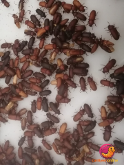 Un Kurdu Böcek Evresi 100 Gr. (Yaklaşık 1000 Ad.)