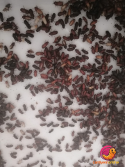 Un Kurdu Böcek Evresi 100 Gr. (Yaklaşık 1000 Ad.)