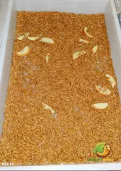 KOÇLAR Canlı Yem | Un Kurdu | Sürüngenler İçin | 25 Gr Yaklaşık 250 Ad.