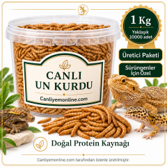KOÇLAR Sürüngenler İçin Canlı Yem Un Kurdu 1 KG - Yaklaşık 10000 Ad