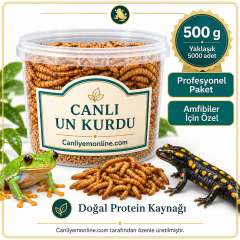 KOÇLAR Amfibiler İçin Canlı Yem Un Kurdu 500 Gr - Yaklaşık 5000 Ad
