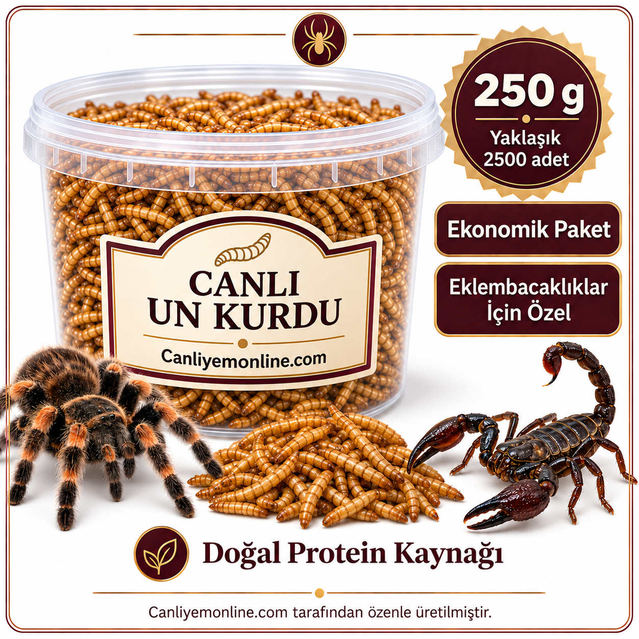 KOÇLAR Eklembacaklılar İçin Canlı Un Kurdu 250 Gr - Yaklaşık 2500 Ad