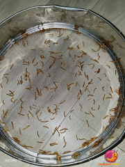 Minik Egzotik Hayvanlar İçin Mikro Canlı Un Kurdu 1-1.5 cm | 100 Adet